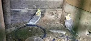 Cockatiel Birds