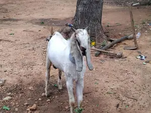 Farm Goat