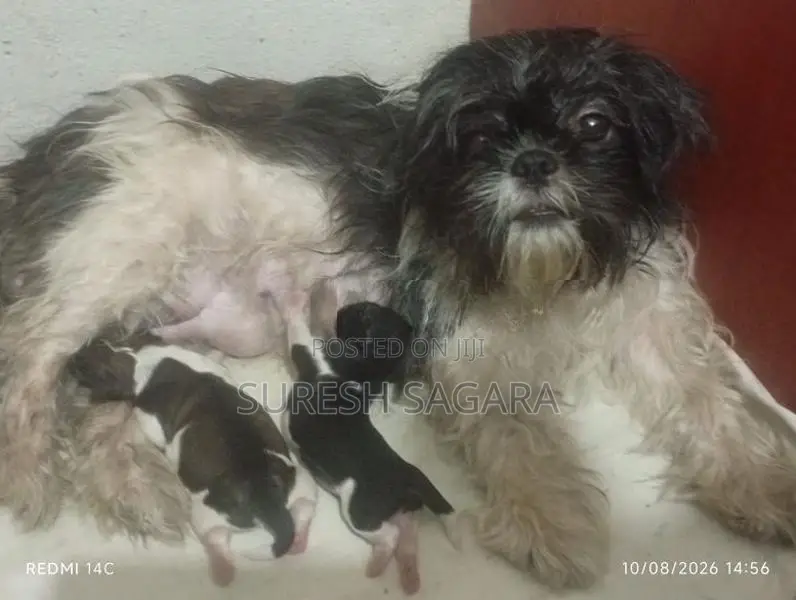 Shih Tzu Puppy