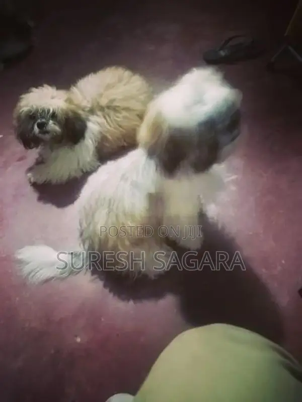 Shih Tzu Puppy