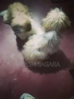 Shih Tzu Puppy