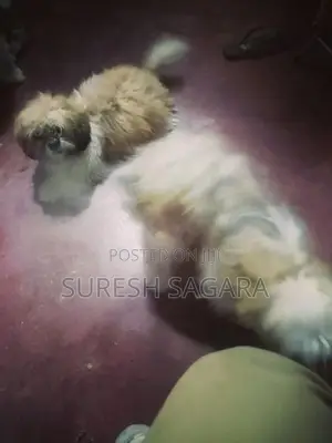 Shih Tzu Puppy