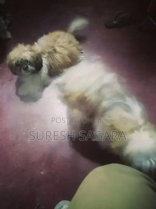 Shih Tzu Puppy