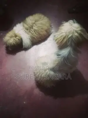 Shih Tzu Puppy