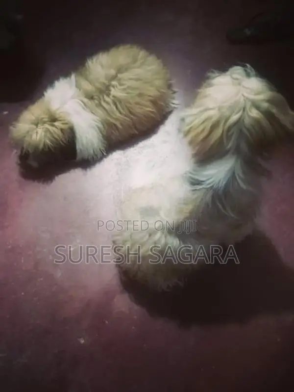Shih Tzu Puppy