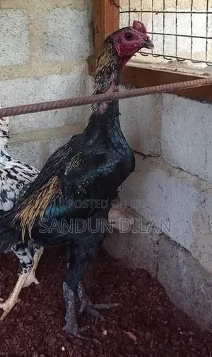 Rooster