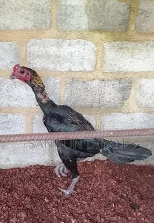 Rooster