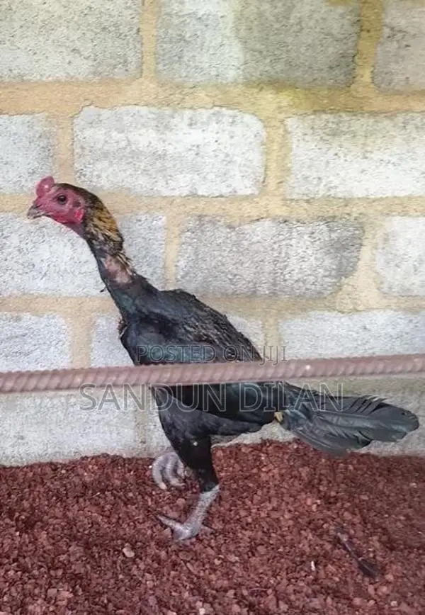 Rooster
