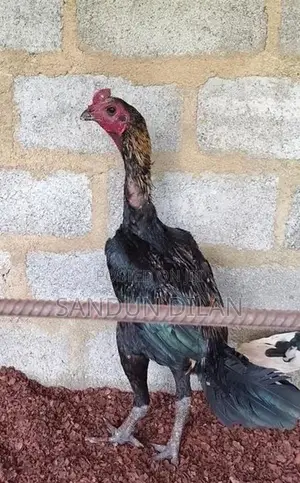 Rooster