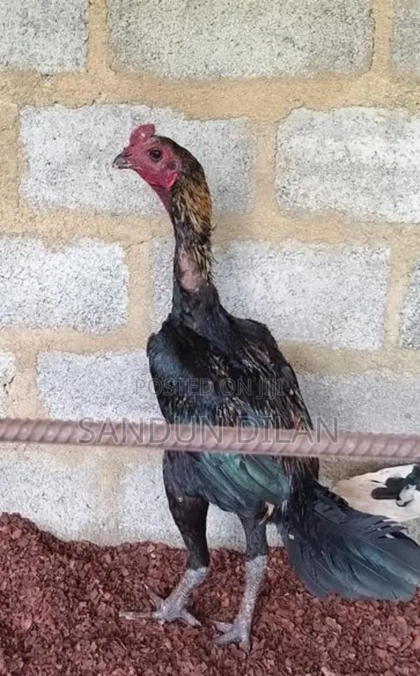 Rooster
