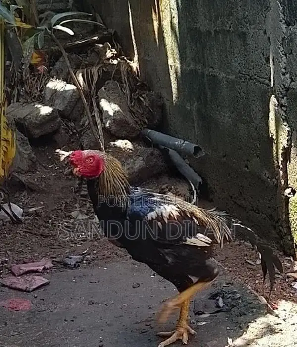 Rooster