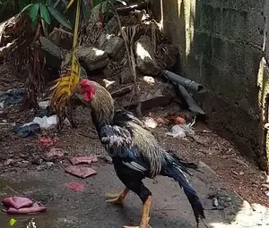 Rooster