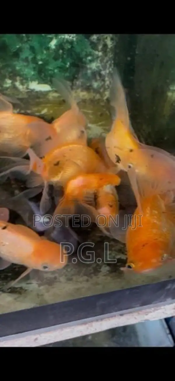 Gold Fish