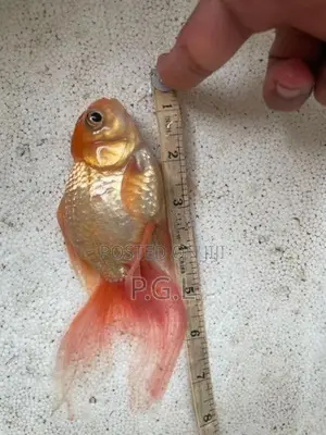 Gold Fish