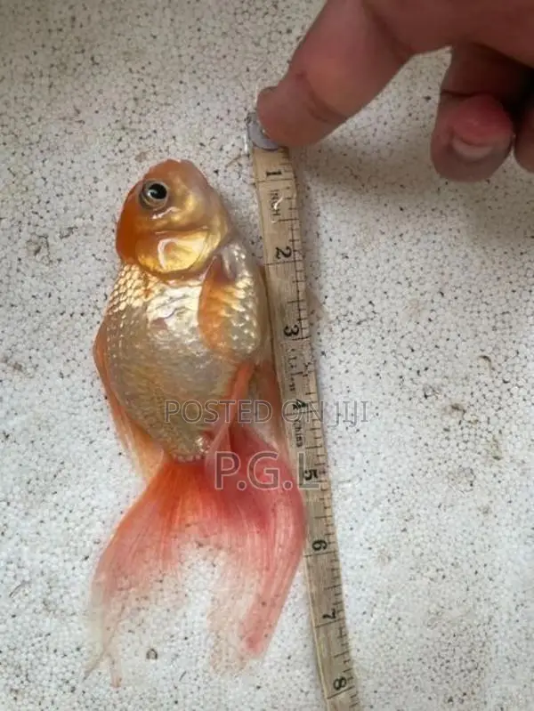 Gold Fish