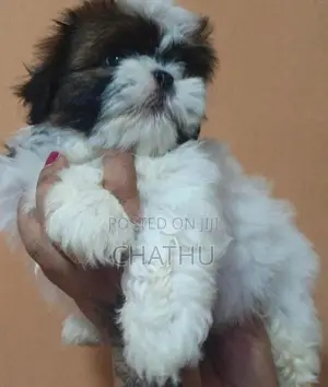 Sjihitzhu Puppys