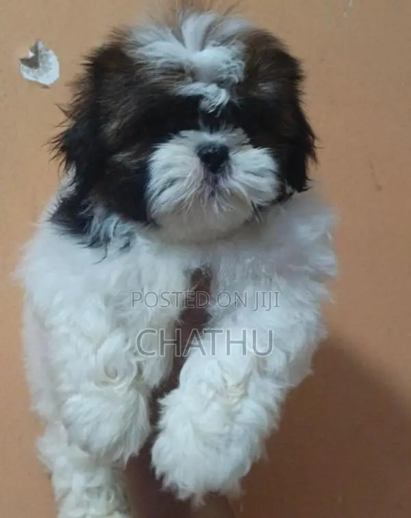 Sjihitzhu Puppys