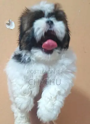 Sjihitzhu Puppys