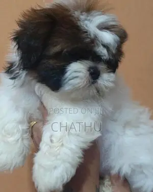 Sjihitzhu Puppys