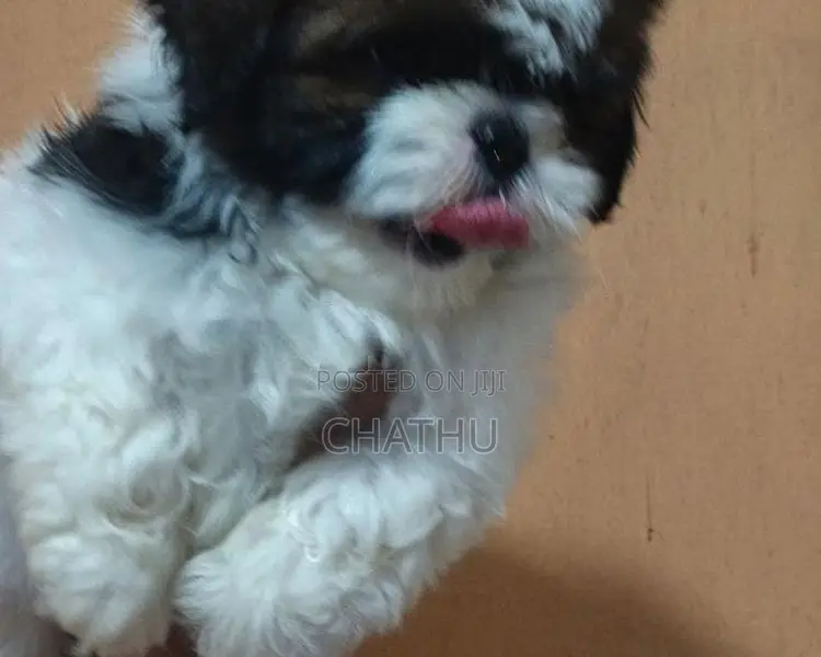 Sjihitzhu Puppys