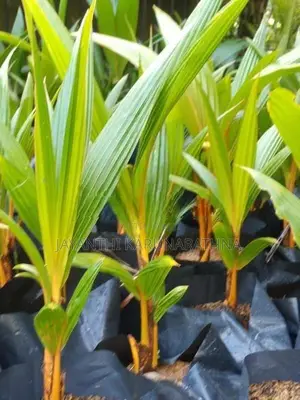 තැබිලි පැල
