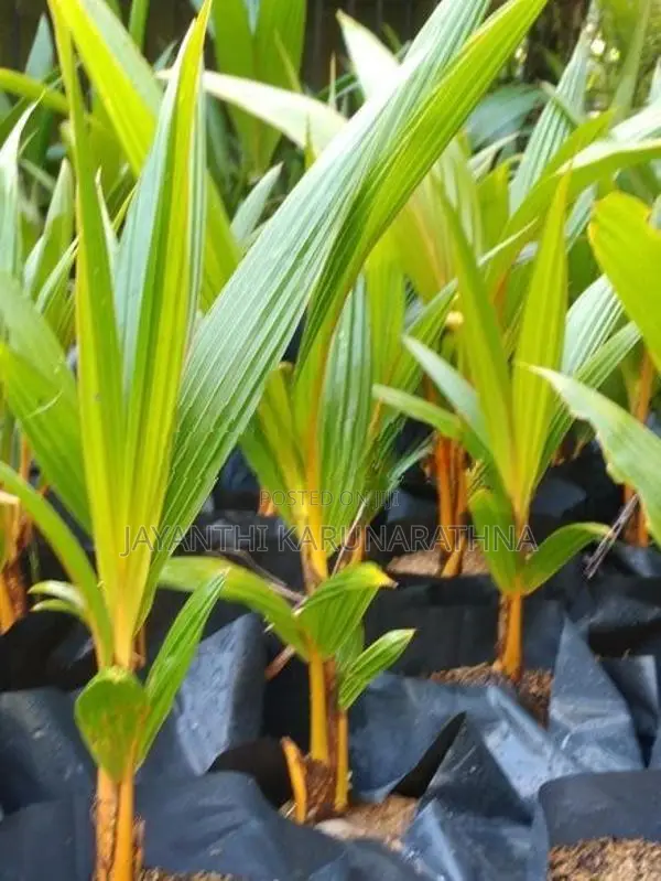 තැබිලි පැල