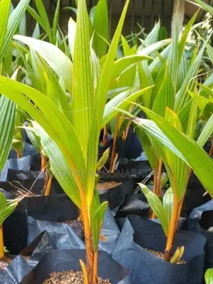 තැබිලි පැල