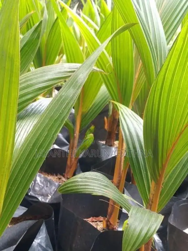 තැබිලි පැල