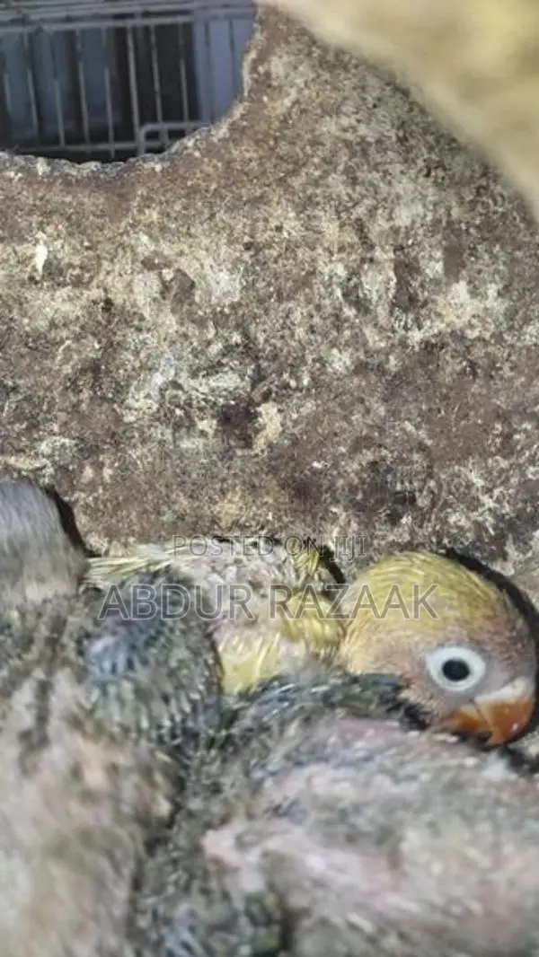 African Chicks
