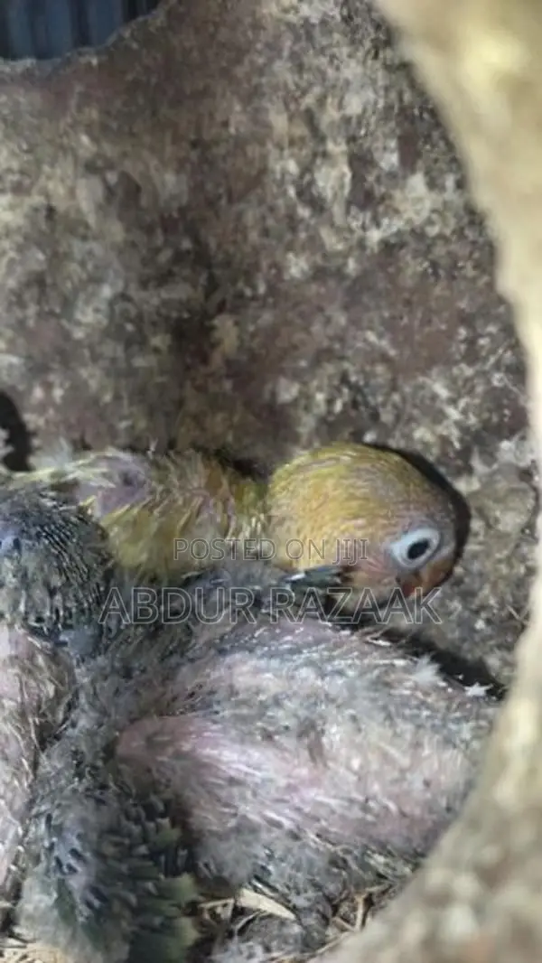 African Chicks