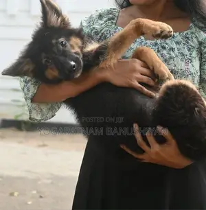 German Shepherd Puppy
