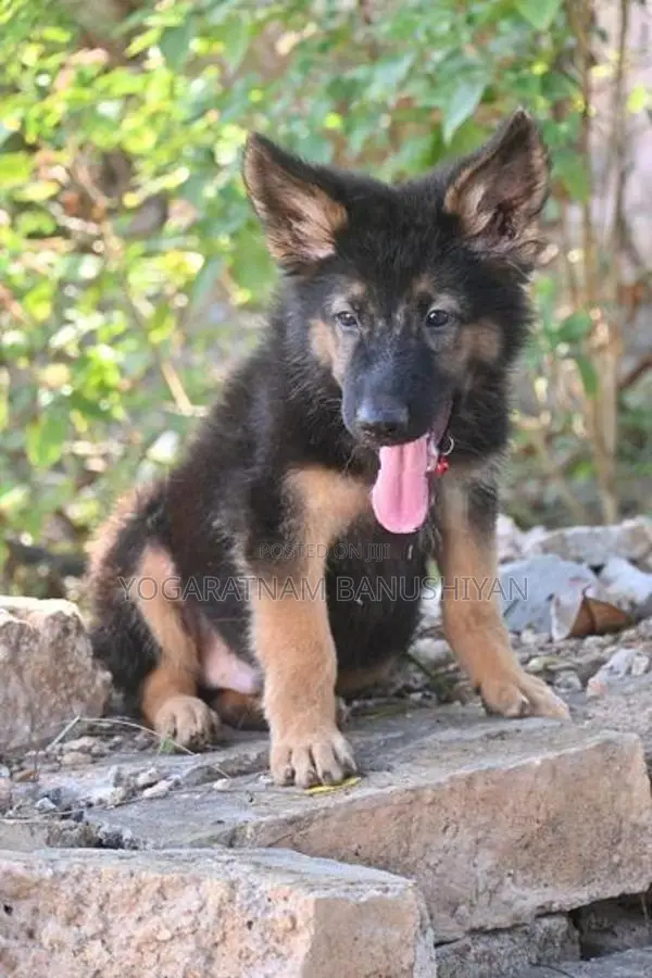 German Shepherd Puppy