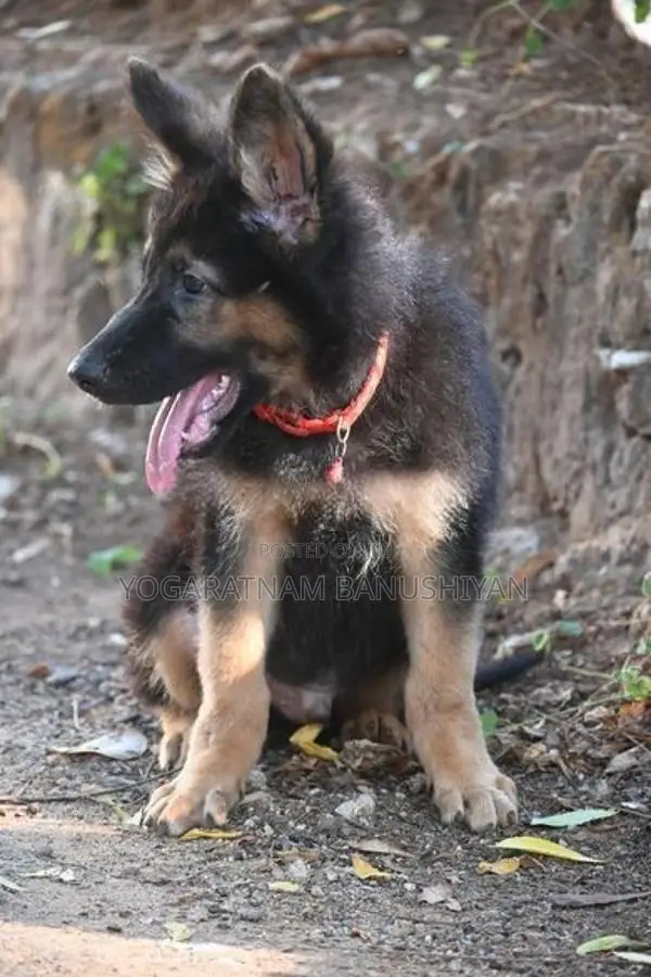 German Shepherd Puppy