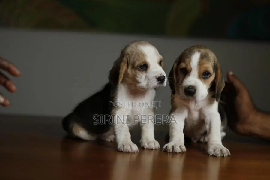 Beagle Puppies