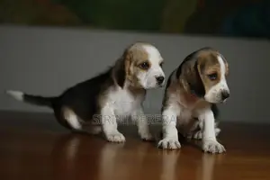 Beagle Puppies