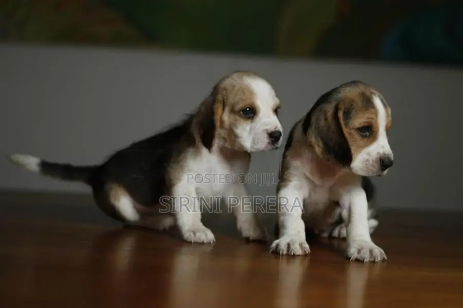 Beagle Puppies