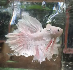 Fighter Fish