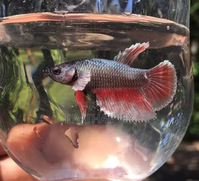 Fighter Fish