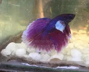 Fighter Fish