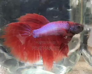 Fighter Fish
