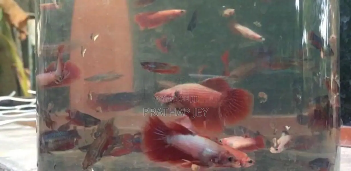 Fighter Fish