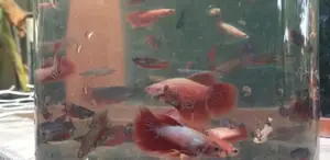 Fighter Fish