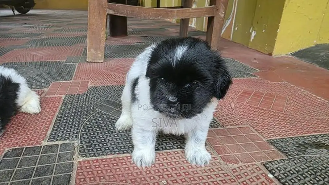 Shitzhu Puppies