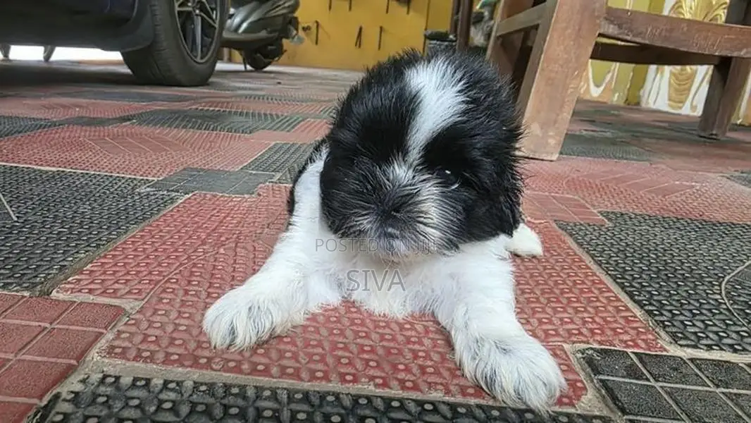 Shitzhu Puppies