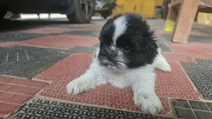 Shitzhu Puppies