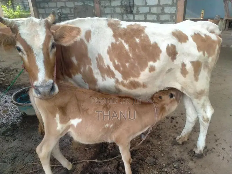 Milk Cow