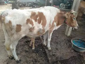 Milk Cow