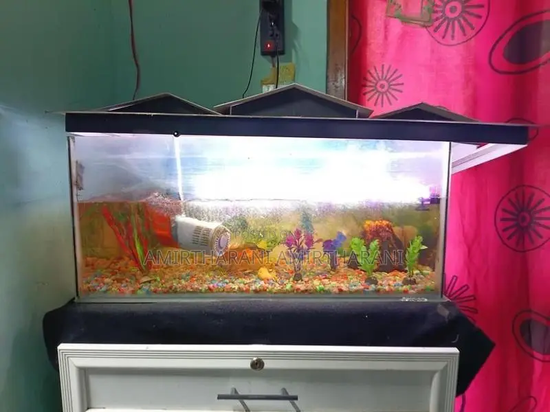 மீன் தொட்டி - Fish Tank