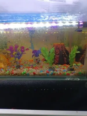மீன் தொட்டி - Fish Tank