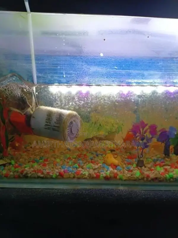 மீன் தொட்டி - Fish Tank
